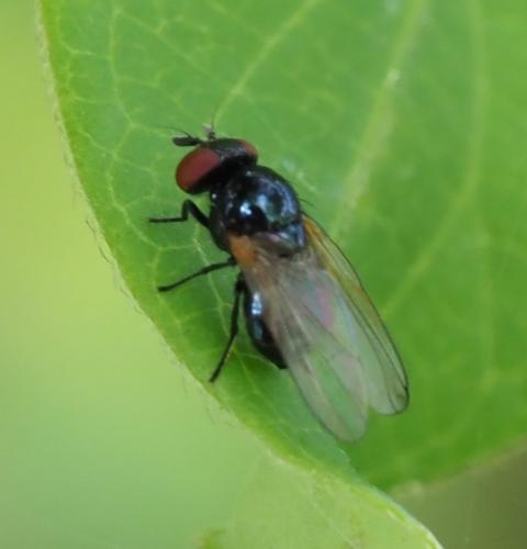 Silba fumosa